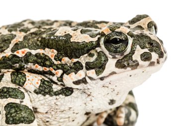 Yeşil kurbağa, lat. Bufo viridis, beyaz arka plan üzerinde izole