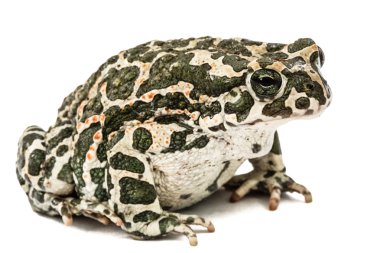 Yeşil kurbağa, lat. Bufo viridis, beyaz arka plan üzerinde izole