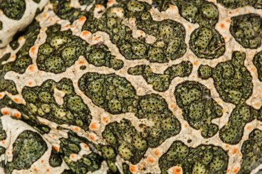 Yeşil kurbağa, benekli doğal arka plan deri