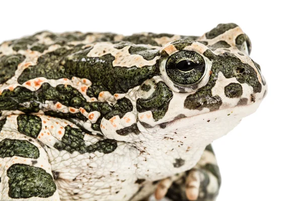 Verde rospo, tesoro. Bufo viridis, isolato su sfondo bianco — Foto Stock