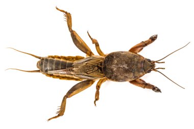 Köstebek beyaz arka plan üzerinde izole kriket (Gryllotalpidae)