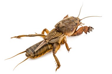 Köstebek beyaz arka plan üzerinde izole kriket (Gryllotalpidae)