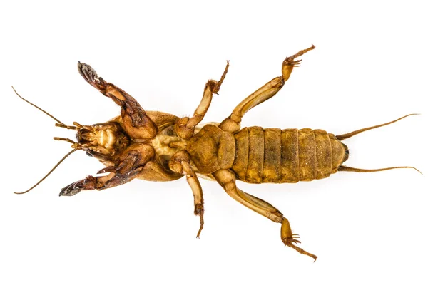 Grillo topo (Gryllotalpidae) aislado sobre fondo blanco — Foto de Stock