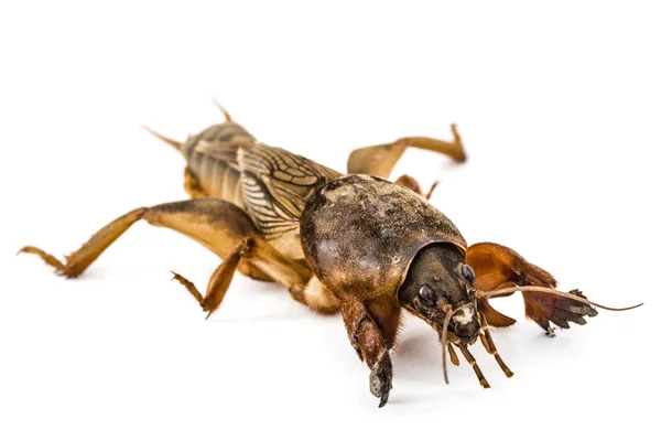 Kriket tikus (Gryllotalpidae) diisolasi pada latar belakang putih — Stok Foto