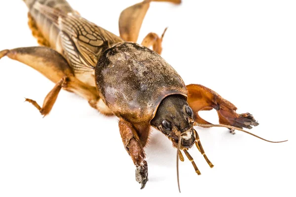 Grillo topo (Gryllotalpidae) aislado sobre fondo blanco — Foto de Stock