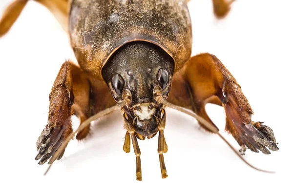 Grillo topo (Gryllotalpidae) aislado sobre fondo blanco — Foto de Stock