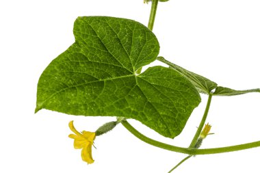 Çiçekli beyaz arka plan üzerinde izole genç salatalık