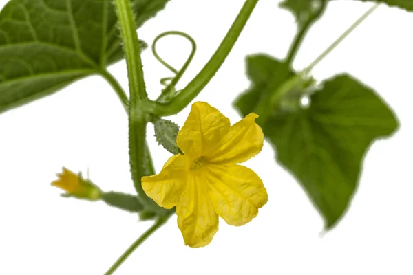 Κίτρινο λουλούδι του αγγουριού, απομονώνονται σε λευκό φόντο — Φωτογραφία Αρχείου