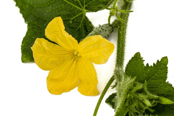 Giovane cetriolo con fiore, isolato su sfondo bianco — Foto Stock