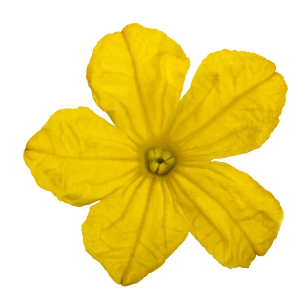 Flor amarilla de primer plano de pepino, aislada sobre fondo blanco — Foto de Stock