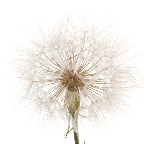 Tragopogon pratensiss primer plano, aislado sobre fondo blanco —  Fotos de Stock