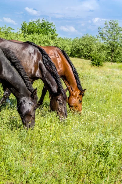 Grupa koni na pastwiskach, krajobraz lato kraju — Zdjęcie stockowe