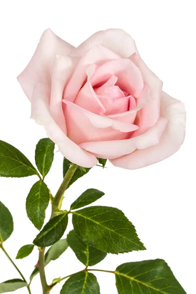 하얀 배경에 고립 된 장미의 분홍빛 꽃 — 스톡 사진