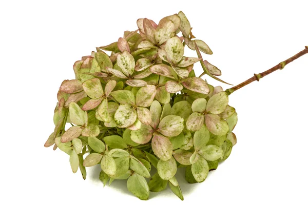 Inflorescence de l'hortensia en gros plan, isolée sur fond blanc — Photo