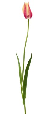 Beyaz arka planda izole edilmiş çok renkli lale çiçeği.