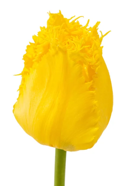 Fleur Jaune Tulipe Isolée Sur Fond Blanc — Photo