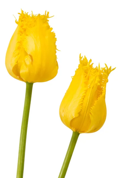 两朵黄色的郁金香花 在白色的背景上被隔离 — 图库照片