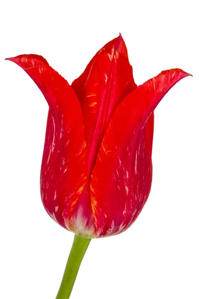 Квітка Червоного Тюльпана Крупним Планом Ізольована Білому Тлі — стокове фото