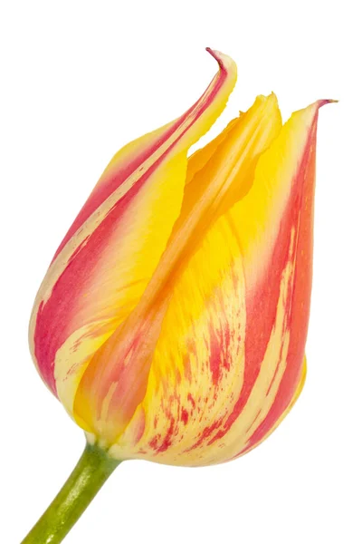 Hermosa Flor Multicolor Tulipán Aislada Sobre Fondo Blanco — Foto de Stock