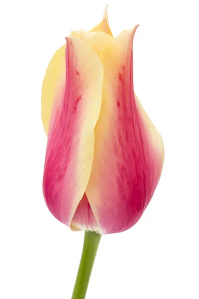Όμορφο Πολύχρωμο Λουλούδι Τουλίπας Απομονωμένο Λευκό Φόντο — Φωτογραφία Αρχείου