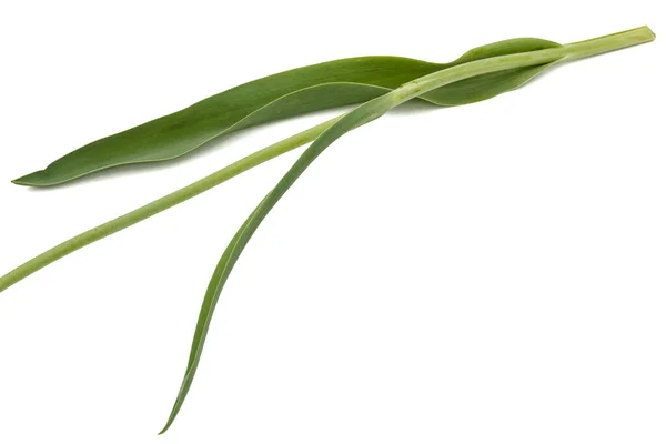 Leaf Tulip Isolated White Background — Stock Photo, Image