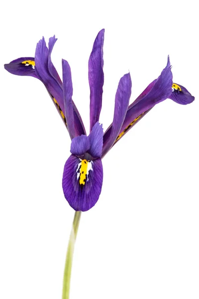 Fleur Violette Iris Lat Iris Reticulata Isolé Sur Fond Blanc — Photo