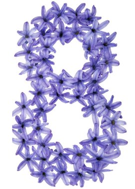 Sekiz numara, sümbülün doğal çiçeklerinden, beyaz arka planda izole edilmiş.