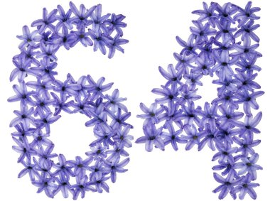 64 numara, 64, sümbülün doğal çiçeklerinden, beyaz arka planda izole edilmiş.