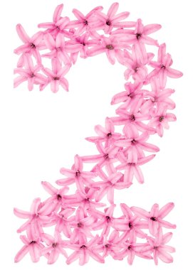 2 numara, 2 numara, sümbülün doğal çiçeklerinden, beyaz arka planda izole edilmiş.