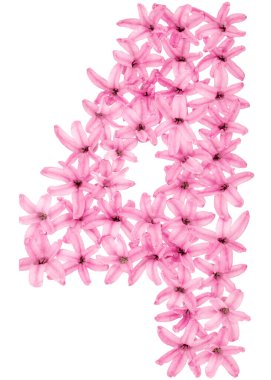 4 numara, 4 numara, sümbülün doğal çiçeklerinden, beyaz arka planda izole edilmiş.