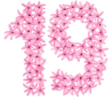 19, 19 numara, sümbülün doğal çiçeklerinden, beyaz arka planda izole edilmiş.