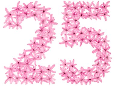 25, 25 numara, sümbülün doğal çiçeklerinden, beyaz arka planda izole edilmiş.