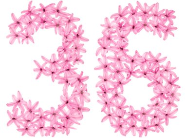 36 numara, 36 numara, sümbülün doğal çiçeklerinden, beyaz arka planda izole edilmiş.