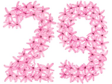 29 numara, 29 numara, sümbülün doğal çiçeklerinden, beyaz arka planda izole edilmiş.