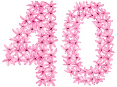 40, 40, 4 numaralı sümbülün doğal çiçeklerinden, beyaz arka planda izole edilmiş.