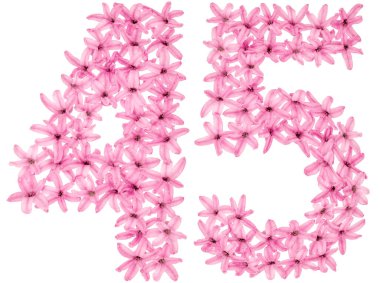 45 numara, 45, sümbülün doğal çiçeklerinden, beyaz arka planda izole edilmiş.