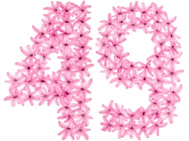 49 numara, 49, sümbülün doğal çiçeklerinden, beyaz arka planda izole edilmiş.