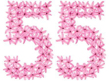 55 numara, 55, sümbülün doğal çiçeklerinden, beyaz arka planda izole edilmiş.