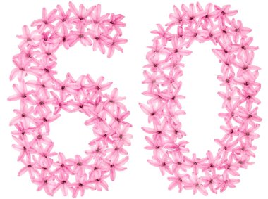 60, 60, 6, sümbülün doğal çiçeklerinden, beyaz arka planda izole edilmiş.