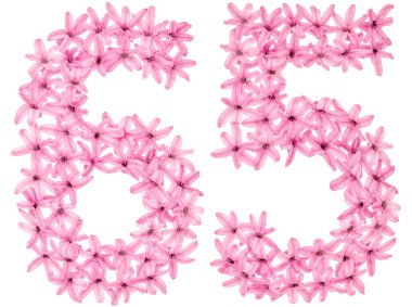 65 numara, 65, sümbülün doğal çiçeklerinden, beyaz arka planda izole edilmiş.