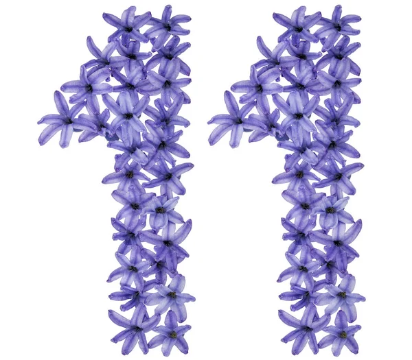 Numeral Elva Frã Naturliga Blommor Hyacint Isolerad Vit Bakgrund — Stockfoto