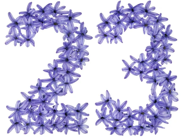 Nummer Fra Naturlige Blomster Hyacint Isoleret Hvid Baggrund - Stock-foto