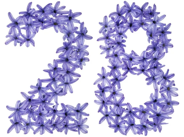 Число Двадцять Вісім Природних Квітів Гіацинта Ізольовані Білому Тлі — стокове фото
