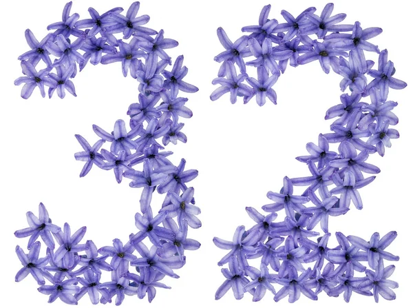 Číslo Přirozených Květů Hyacintu Izolované Bílém Pozadí — Stock fotografie