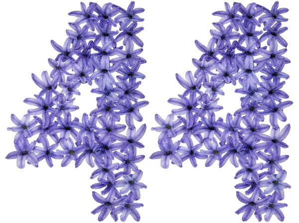 Число Сорок Чотири Природних Квітів Гіацинта Ізольовані Білому Тлі — стокове фото