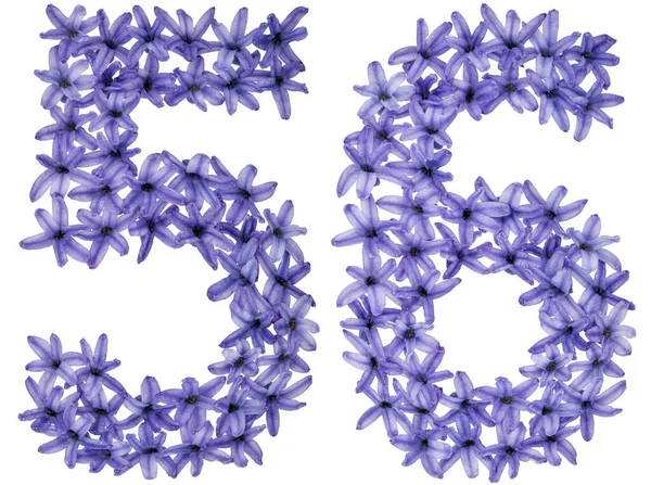 Číslo Padesát Šest Přirozených Květů Hyacintu Izolovaných Bílém Pozadí — Stock fotografie