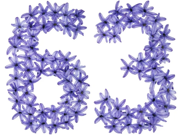 Numeryczne Sześćdziesiąt Trzy Naturalnych Kwiatów Hiacyntu Odizolowane Białym Tle — Zdjęcie stockowe