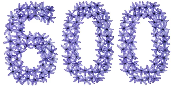 Numeral 600 Seiscentos Flores Naturais Jacinto Isolado Sobre Fundo Branco — Fotografia de Stock