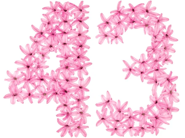 Число Сорок Три Природних Квітів Гіацинта Ізольовані Білому Тлі — стокове фото