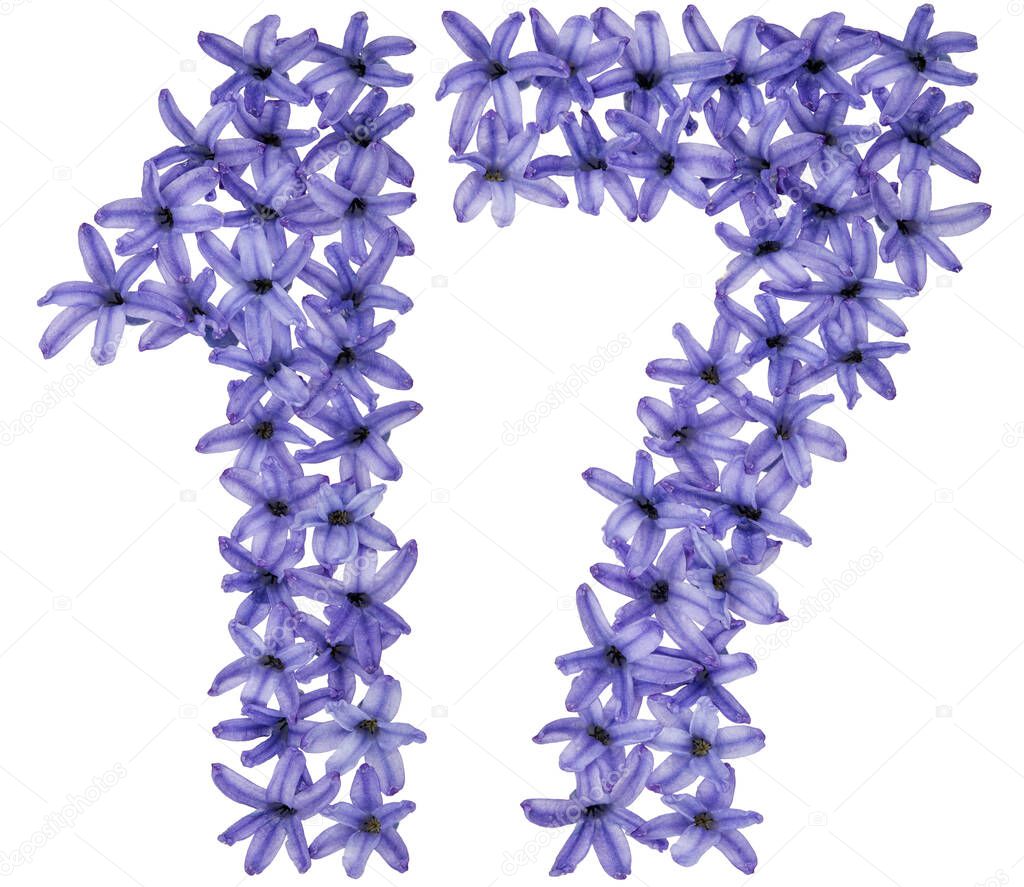 Numeral  17, seventeen, from natural flowers of hyacinth, isolated on white background